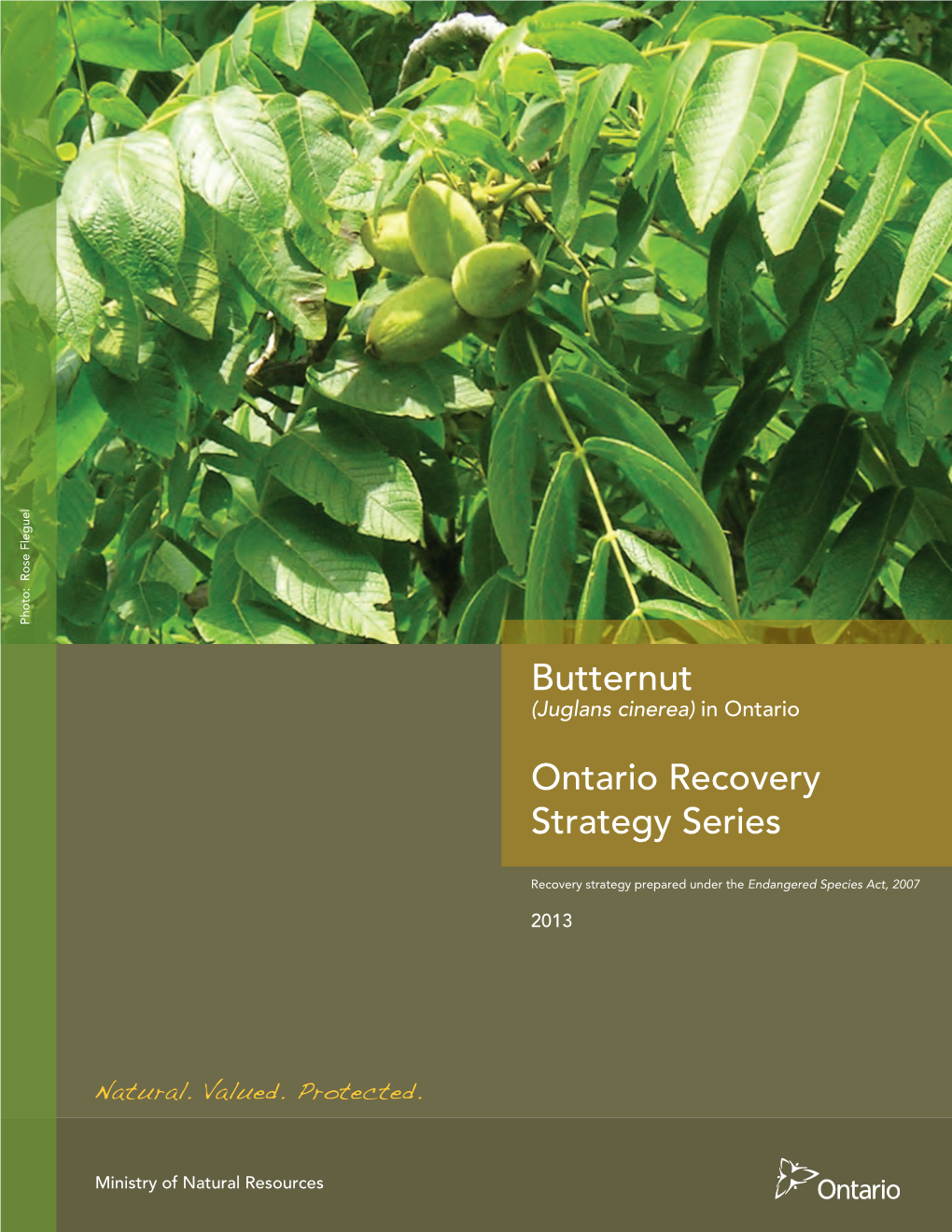 Recovery Strategy for the Butternut in Ontario
