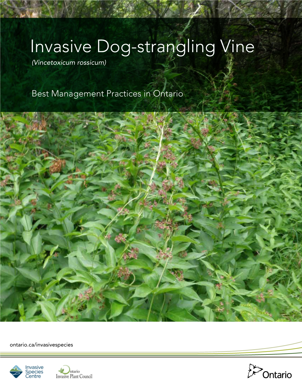 Dog-Strangling Vine (Vincetoxicum Rossicum)