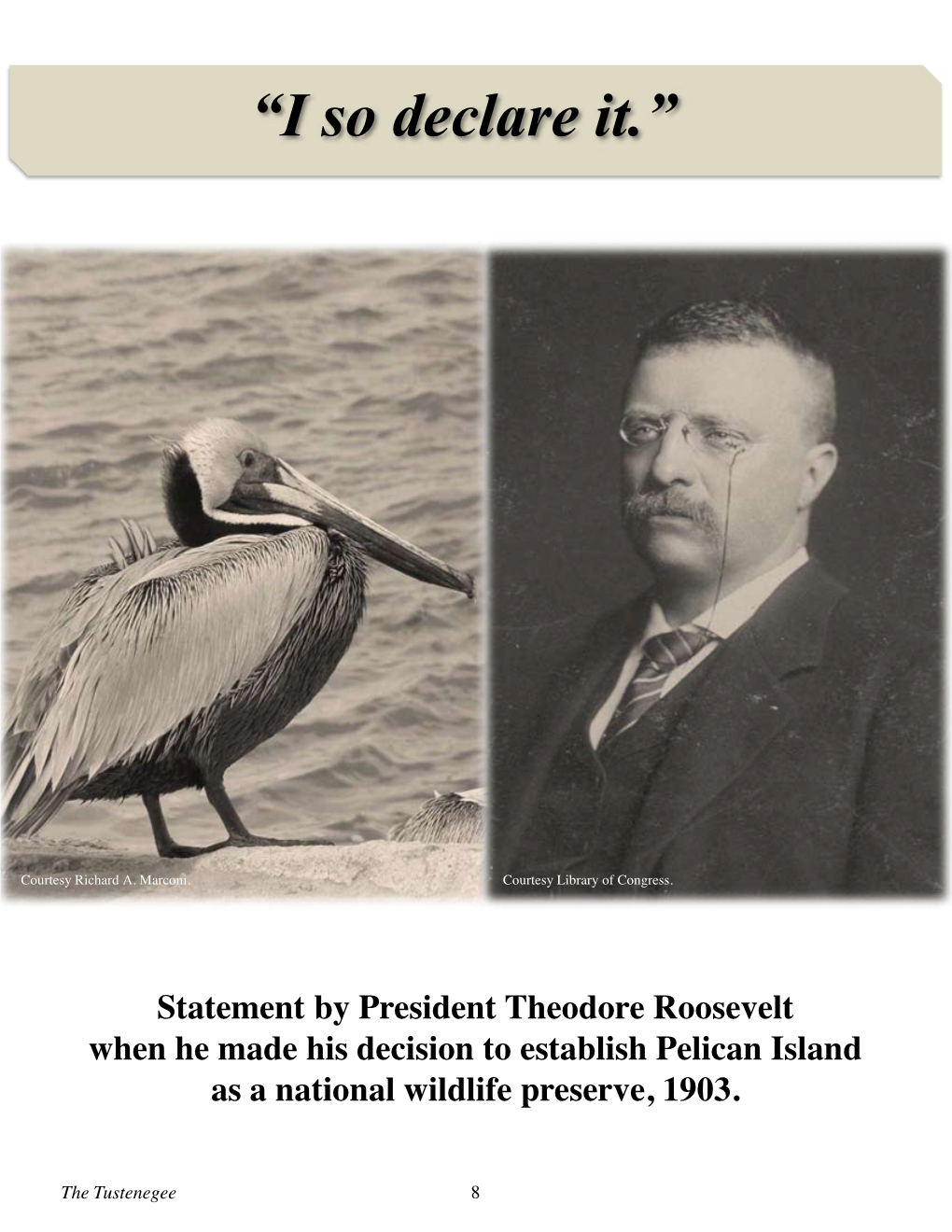 The Feather Wars and Theodore Roosevelt