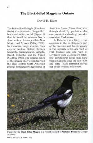 The Black-Billed Magpie in Ontario