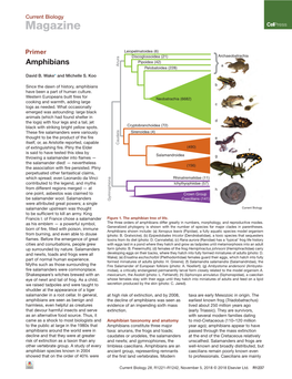 Amphibians a Pelobatoidea (228) } David B