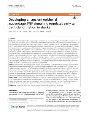 FGF Signalling Regulates Early Tail Denticle Formation in Sharks Rory L