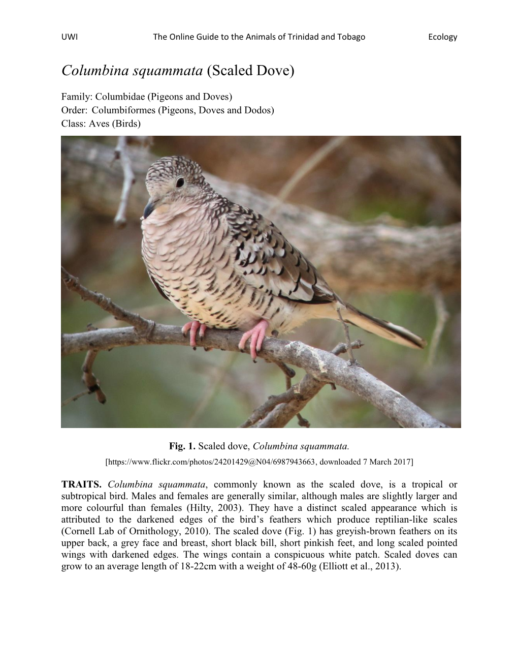 Columbina Squammata (Scaled Dove)