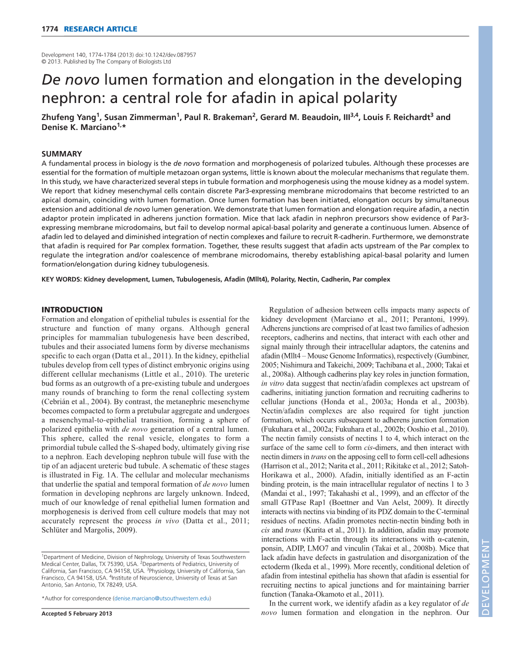 A Central Role for Afadin in Apical Polarity Zhufeng Yang1, Susan Zimmerman1, Paul R