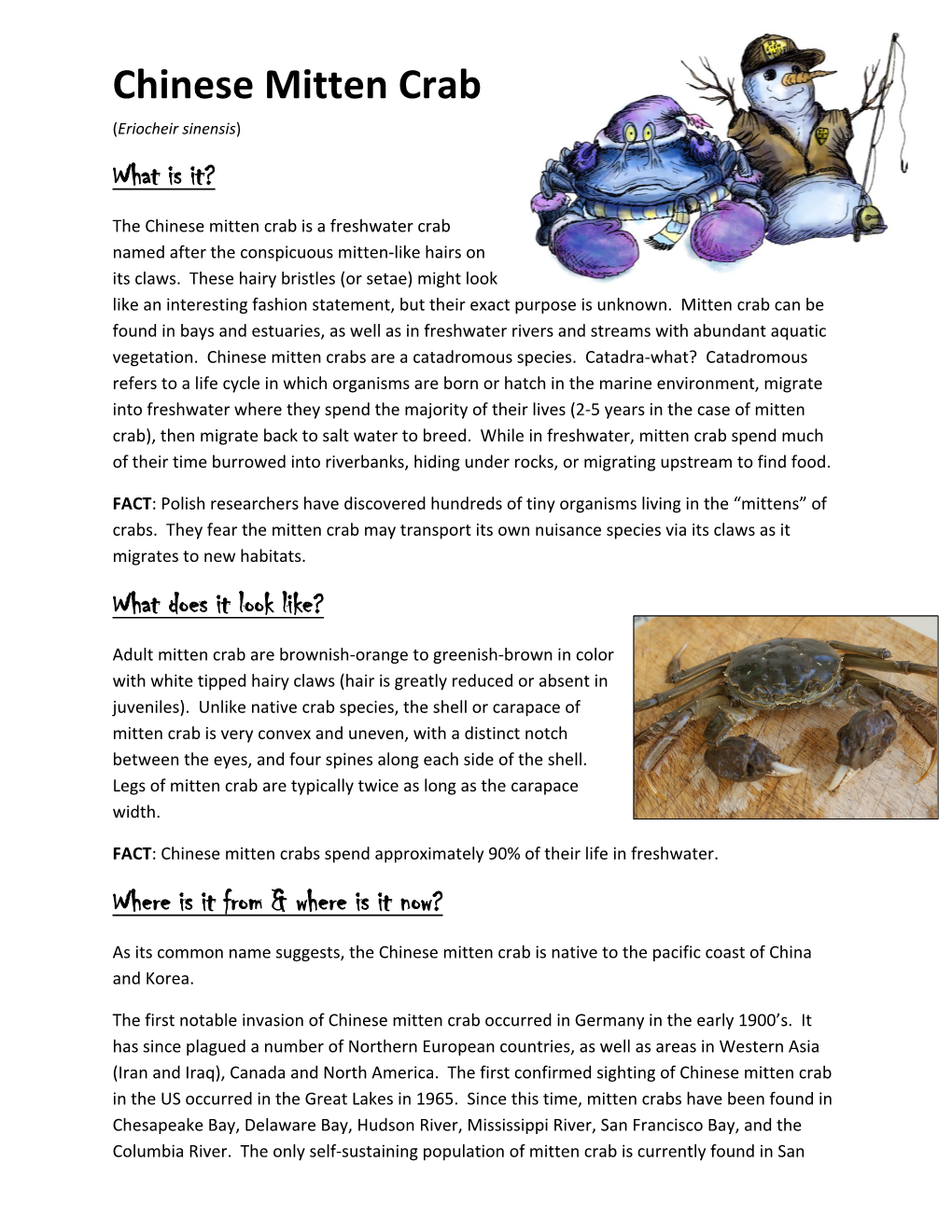 Chinese Mitten Crab (Eriocheir Sinensis) What Is It?