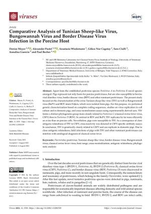 Comparative Analysis of Tunisian Sheep-Like Virus, Bungowannah Virus and Border Disease Virus Infection in the Porcine Host