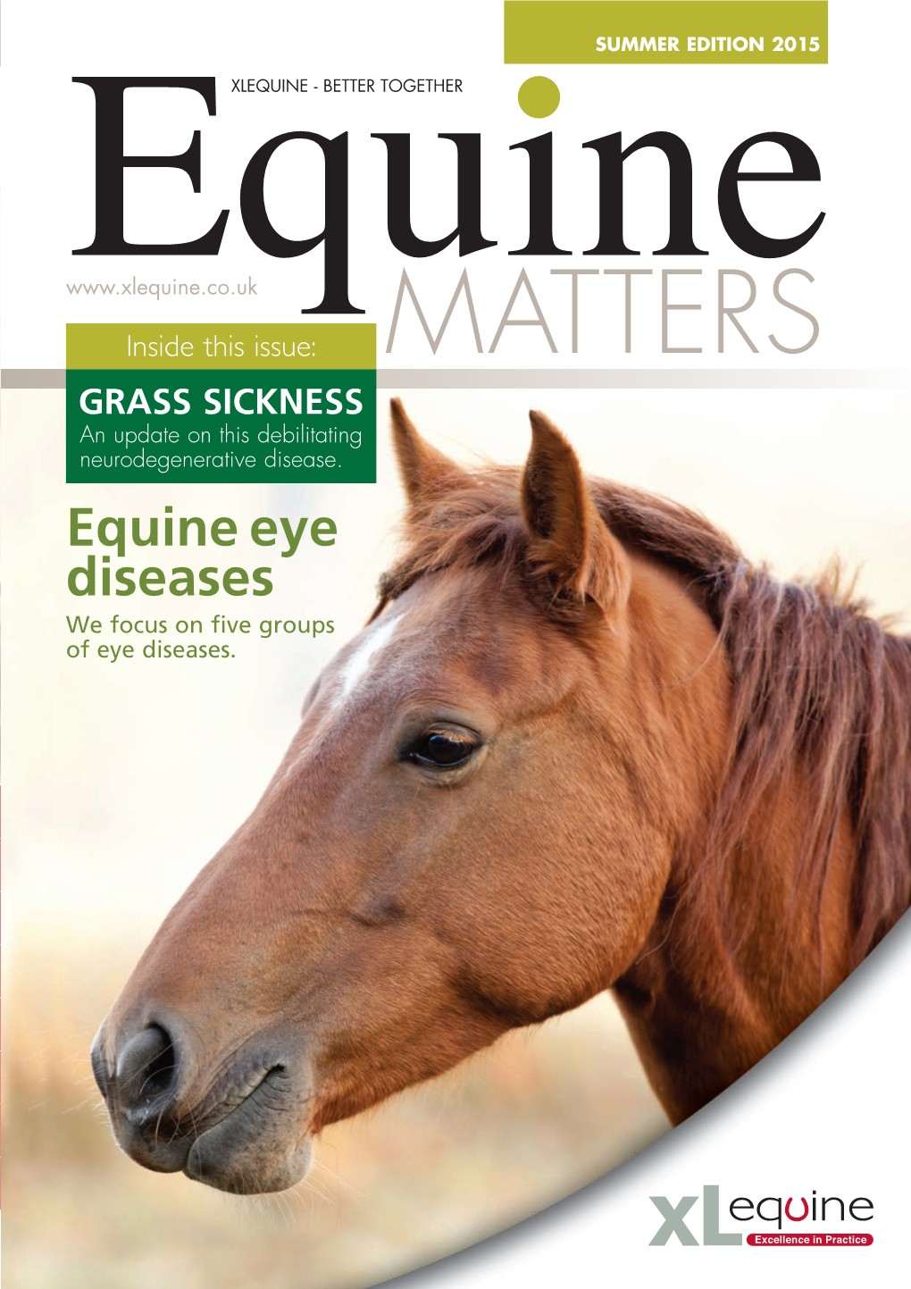 Equine Eye Diseases We Focus on Five Groups of Eye Diseases