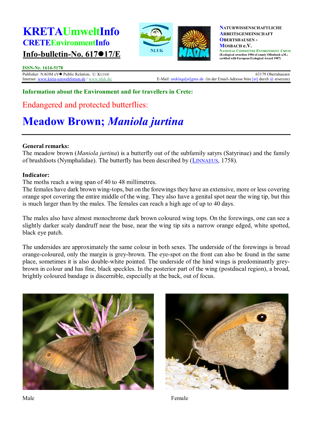 Meadow Brown; Maniola Jurtina Kretaumweltinfo