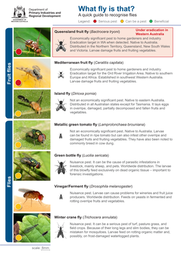 What Fly Is That? Regional Development a Quick Guide to Recognise Flies Legend: Serious Pest Can Be a Pest Beneficial