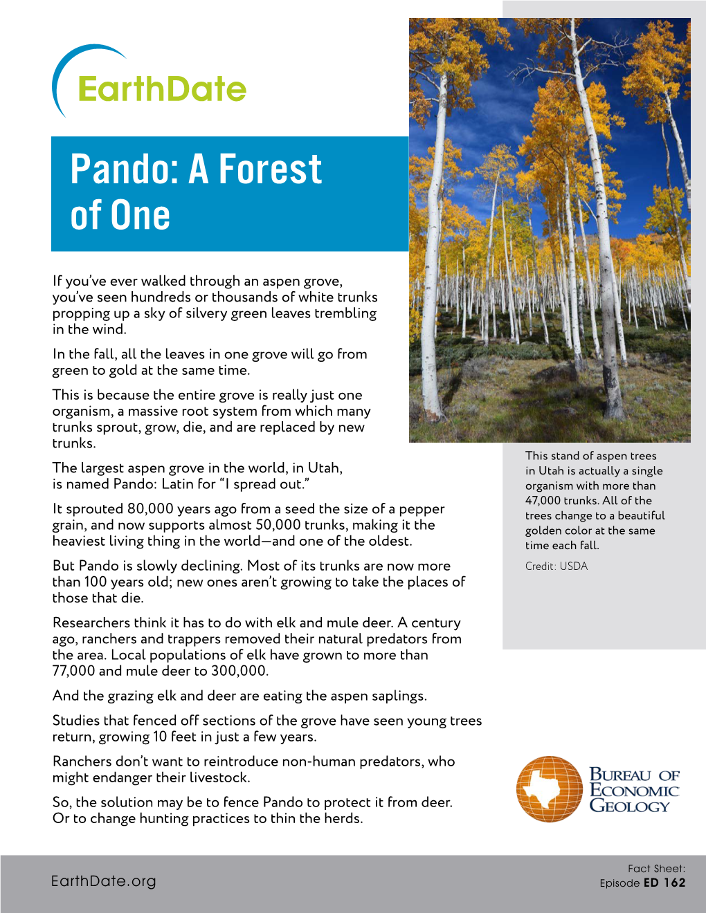 Pando: a Forest of One