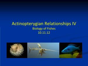 Actinopterygian Relationships IV Biology of Fishes 10.11.12