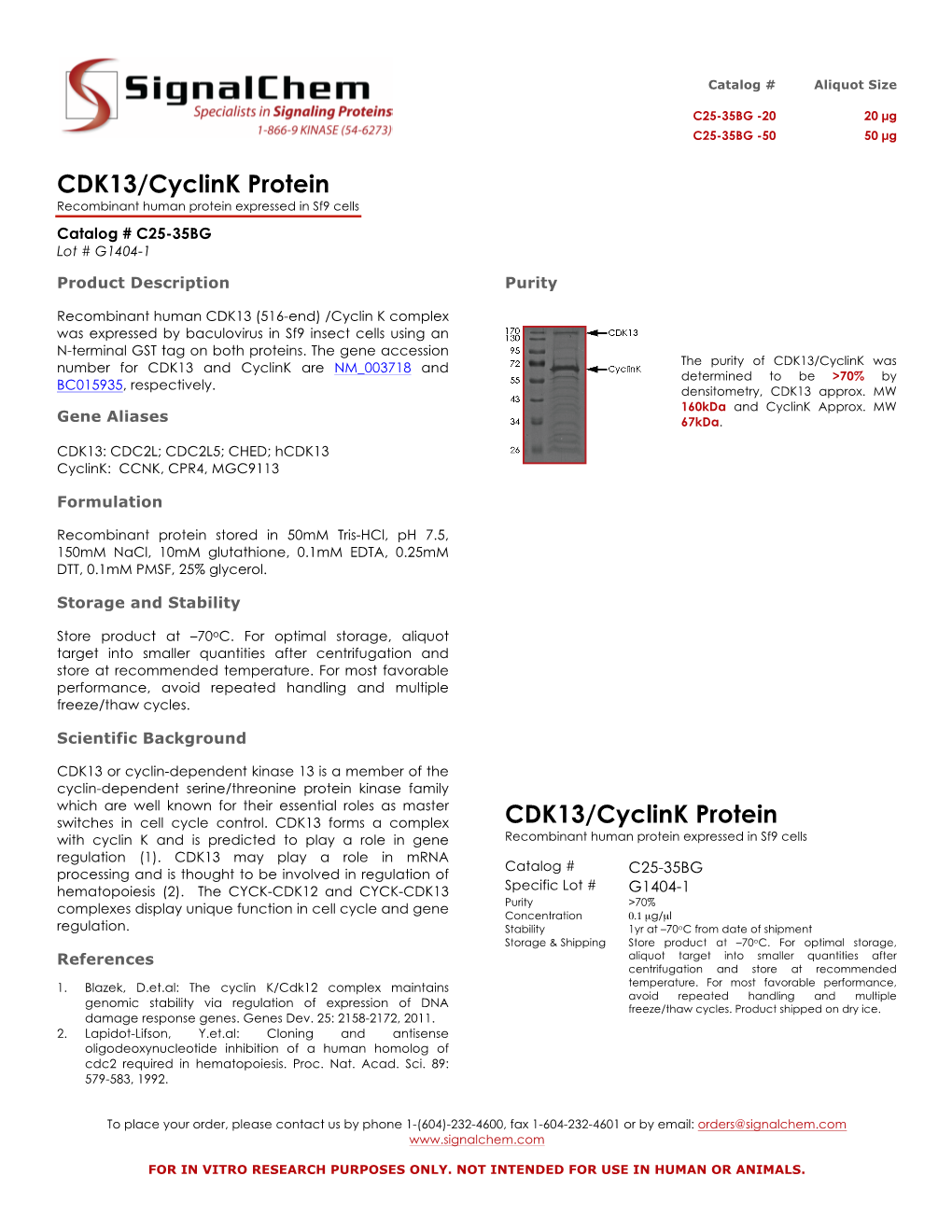 CDK13/Cyclink Protein Recombinant Human Protein Expressed in Sf9 Cells