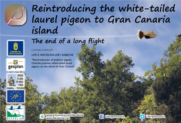 Reintroducing the White-Tailed Laurel Pigeon to Gran Canaria Island the End of a Long Flight