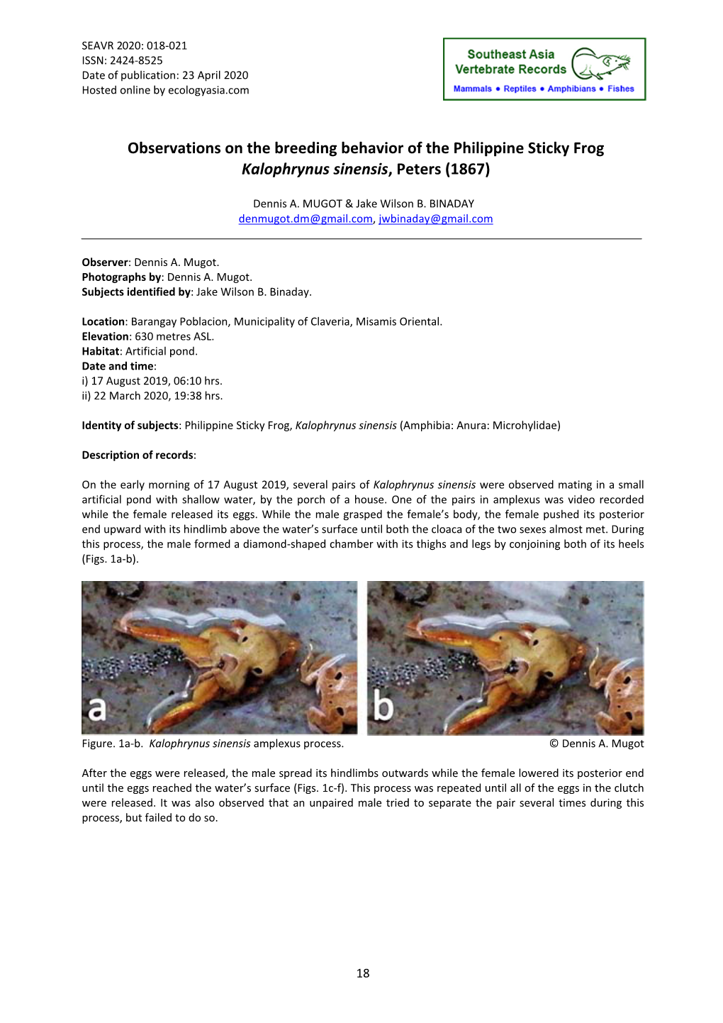 Observations on the Breeding Behavior of the Philippine Sticky Frog Kalophrynus Sinensis, Peters (1867)