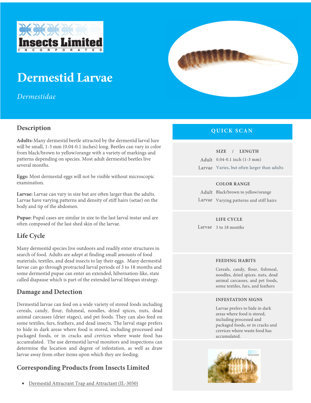 Dermestid Larvae