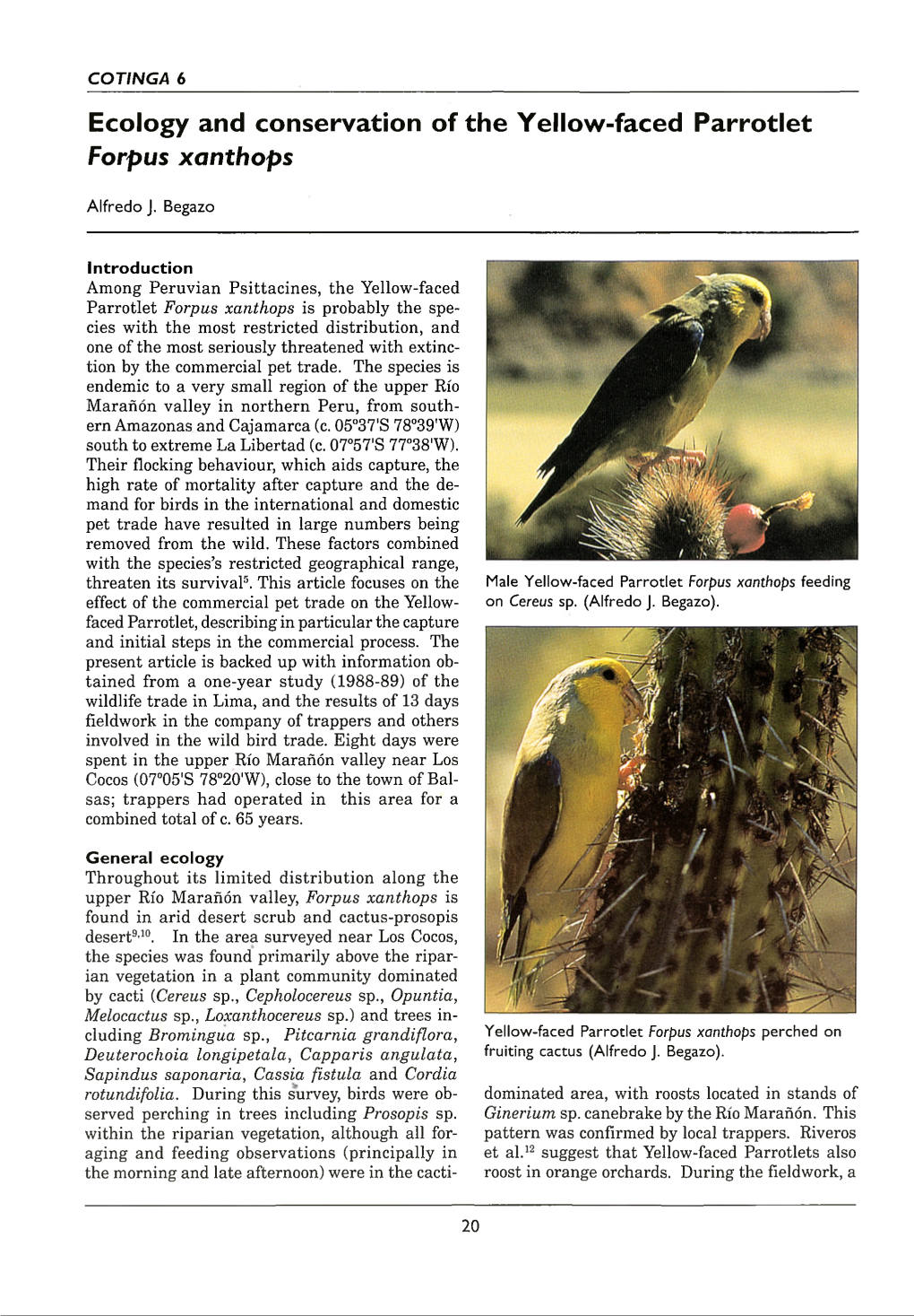 Ecology and Conservation of the Yellow-Faced Parrotlet Forpus Xanthops