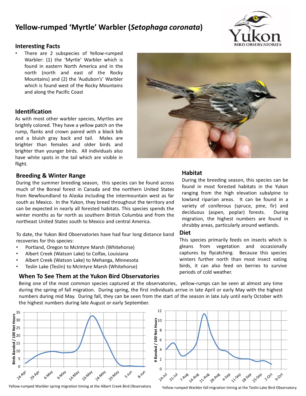 Yellow-Rumped 'Myrtle' Warbler (Setophaga Coronata )