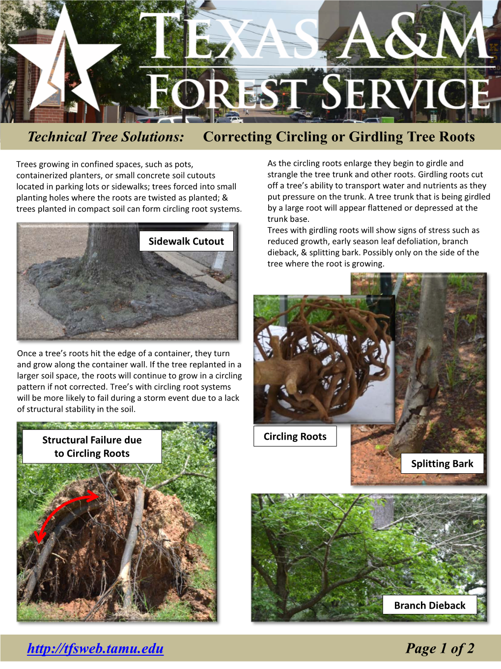 Technical Tree Solutions: Correcting Circling Or Girdling Tree Roots Page 1 of 2