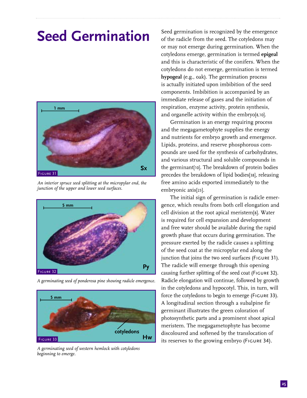 Seed Germination Is Recognized by the Emergence Seed Germination of the Radicle from the Seed