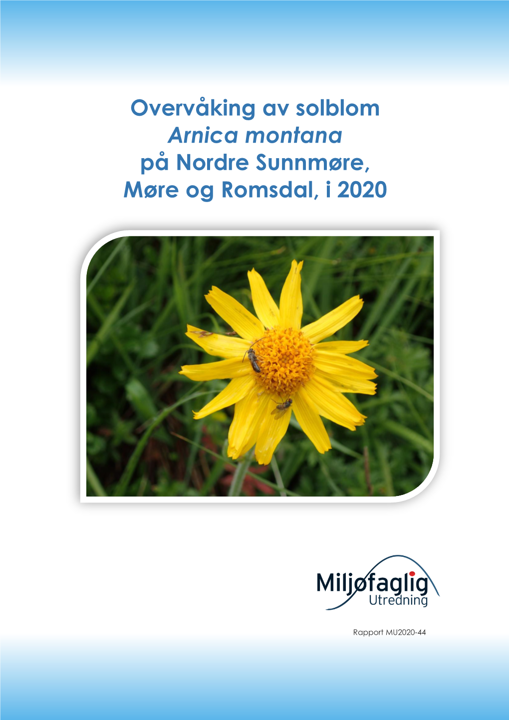 Overvåking Av Solblom Arnica Montana På Nordre Sunnmøre, Møre Og Romsdal, I 2020