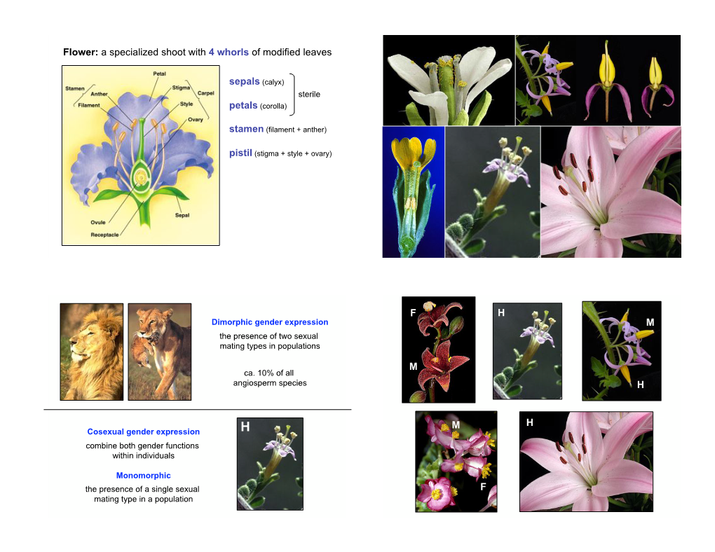 Flower: a Specialized Shoot with 4 Whorls of Modified Leaves Sepals