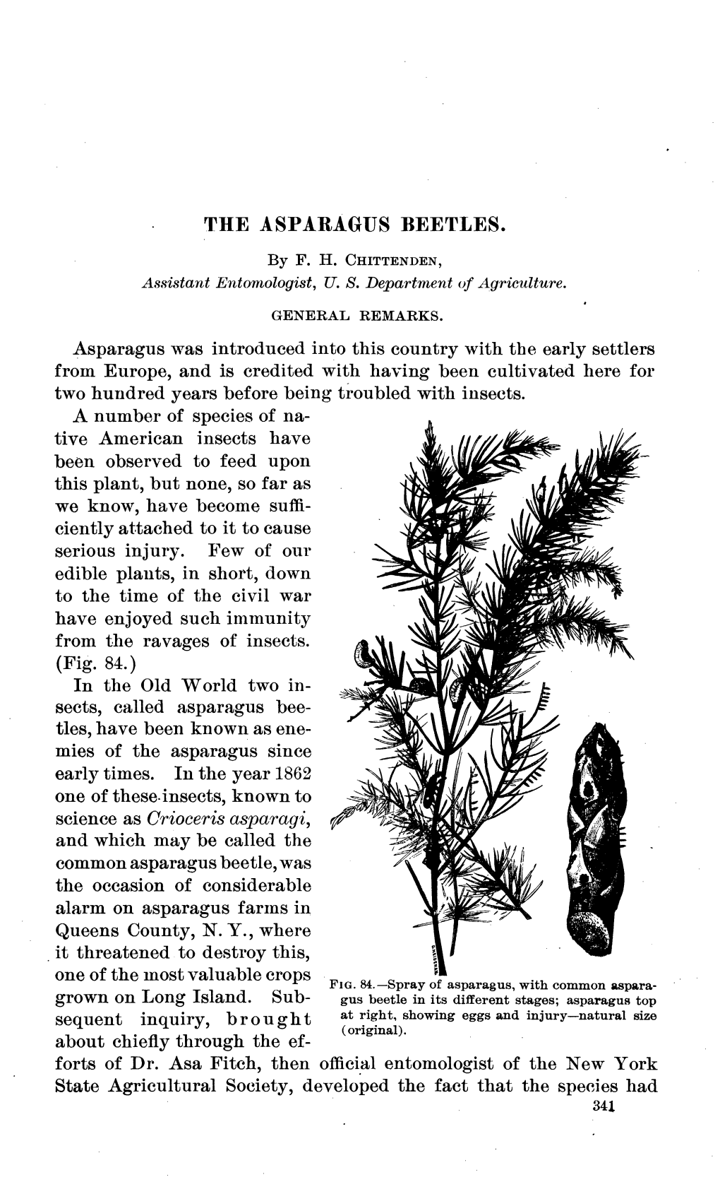 THE ASPARAGUS BEETLES. Asparagus Was Introduced Into This