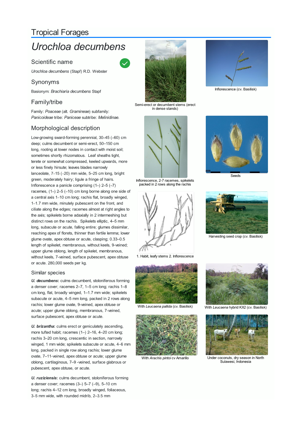 Urochloa Decumbens Scientific Name  Urochloa Decumbens (Stapf) R.D