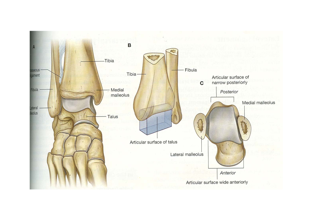 Joints of Foot.Pdf