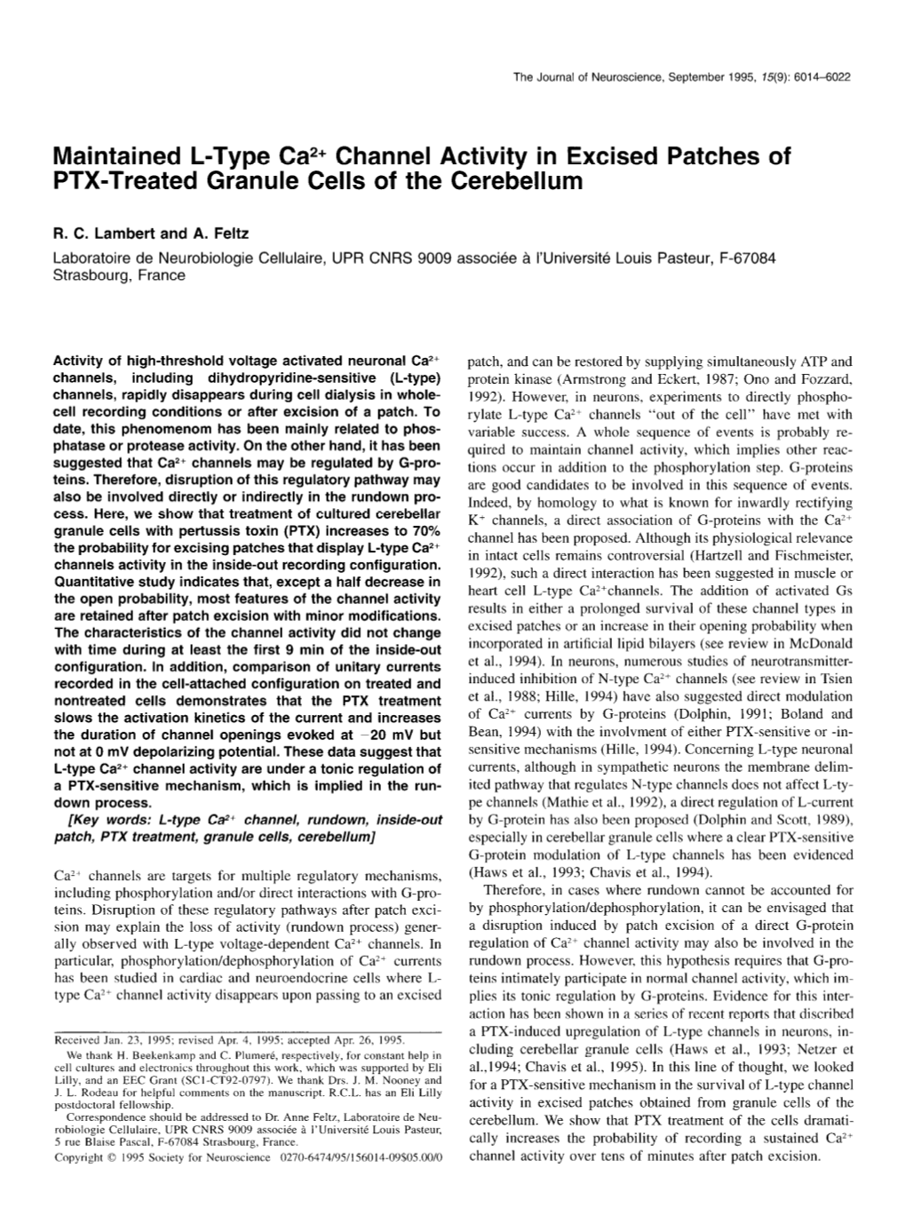 Maintained L-Type Ca*+ Channel Activity in Excised Patches of PTX-Treated Granule Cells of the Cerebellum