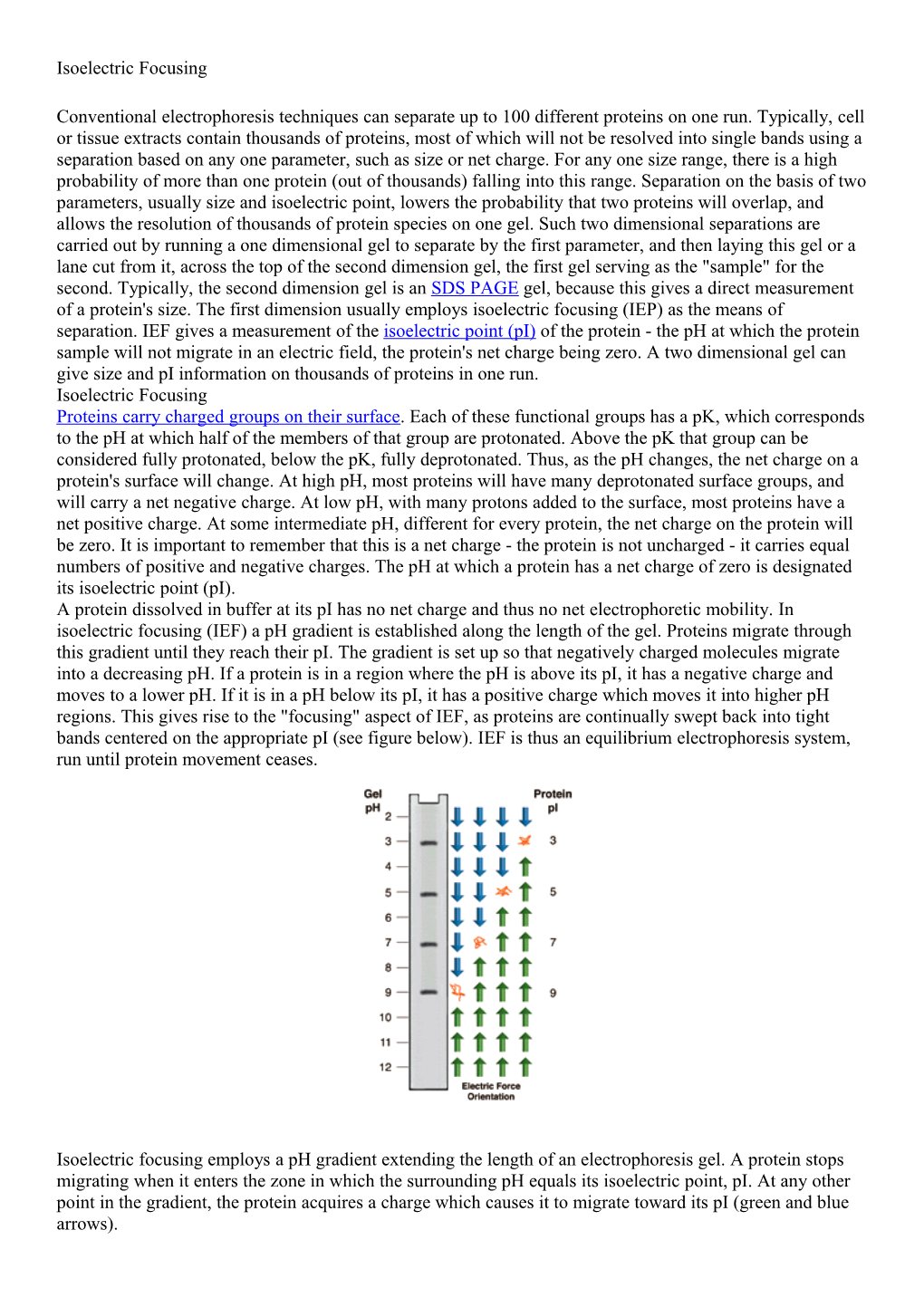 Isoelectric Focusing