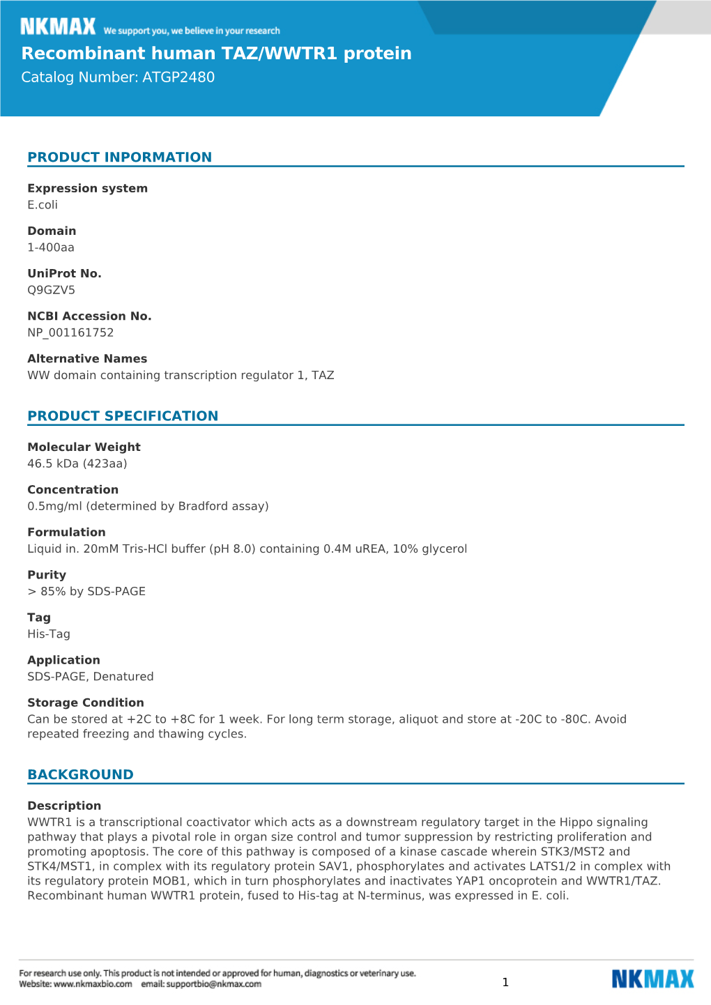 Recombinant Human TAZ/WWTR1 Protein Catalog Number: ATGP2480