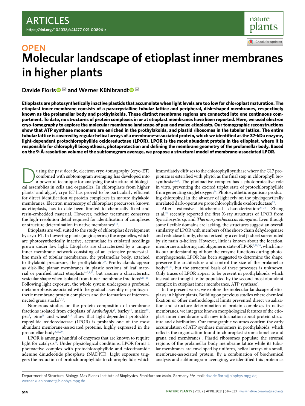 Molecular Landscape of Etioplast Inner Membranes in Higher Plants