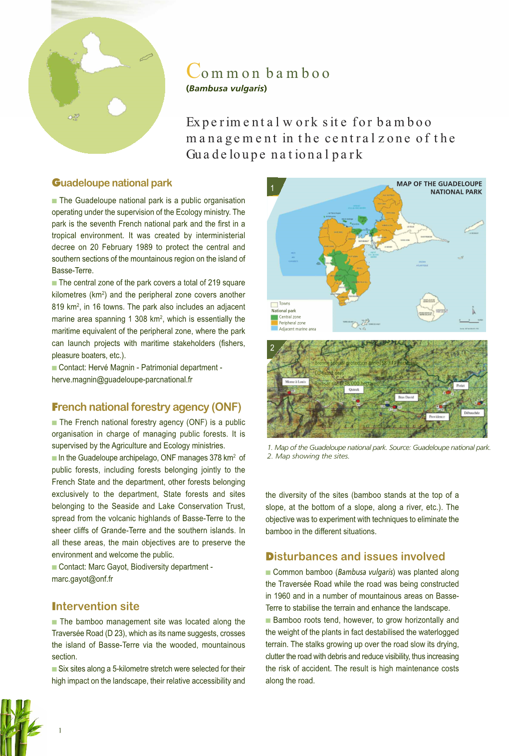 Experimental Work Site for Bamboo Management in the Central Zone of the Guadeloupe National Park