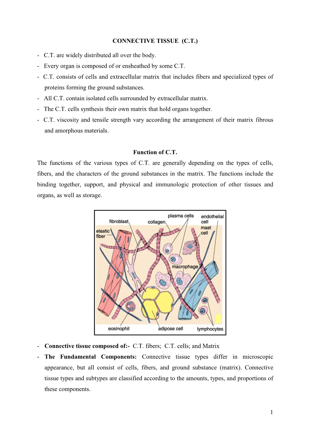 Connective Tissue (C.T.)