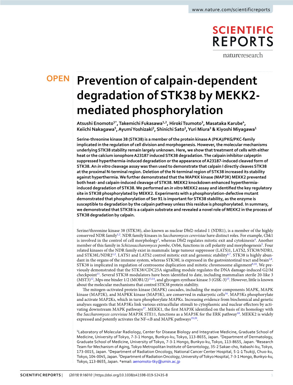 Prevention of Calpain-Dependent Degradation of STK38 by MEKK2-Mediated Phosphorylation