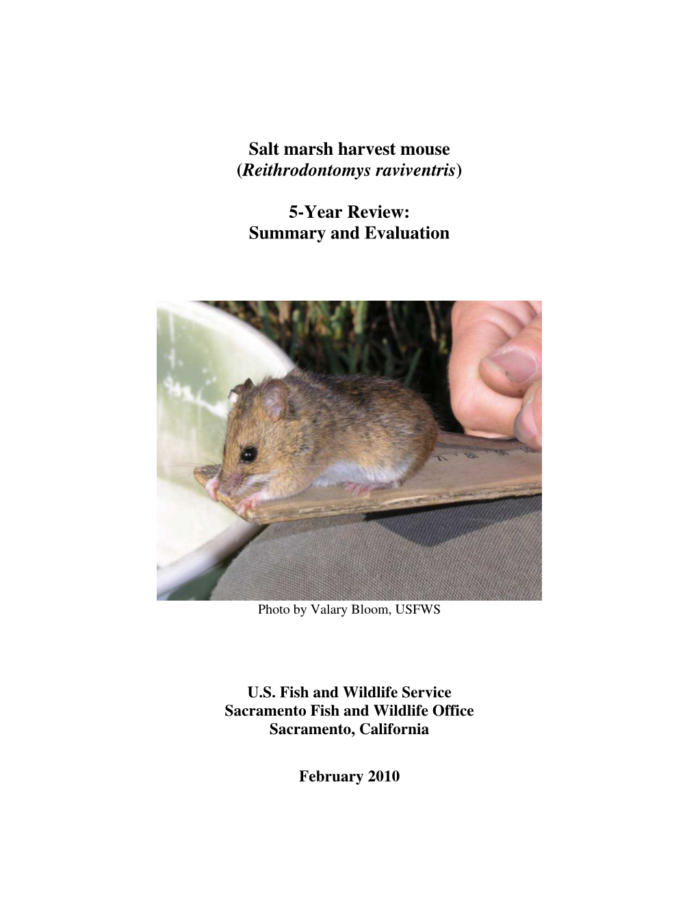 Salt Marsh Harvest Mouse (Reithrodontomys Raviventris)