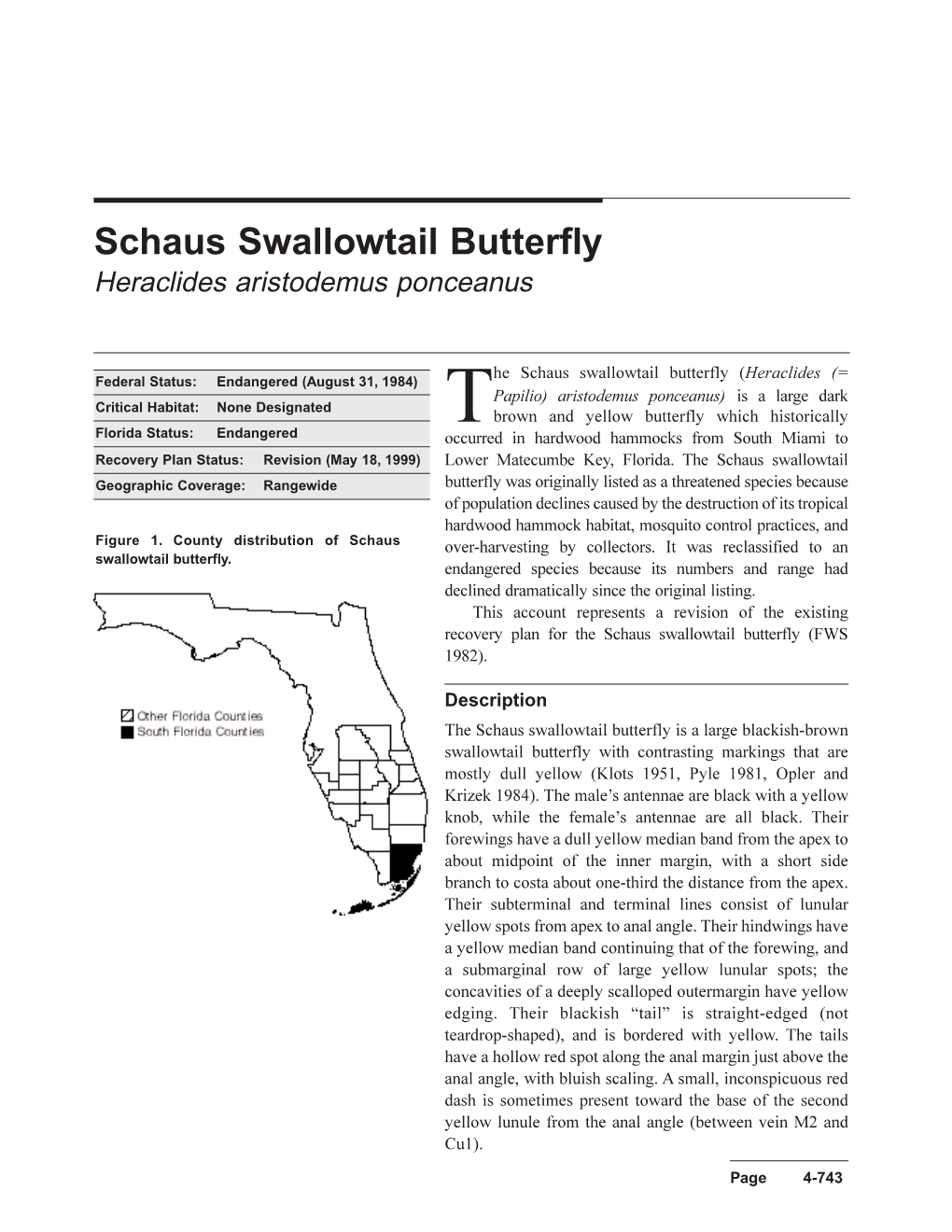 The Schaus Swallowtail Butterfly (Heraclides