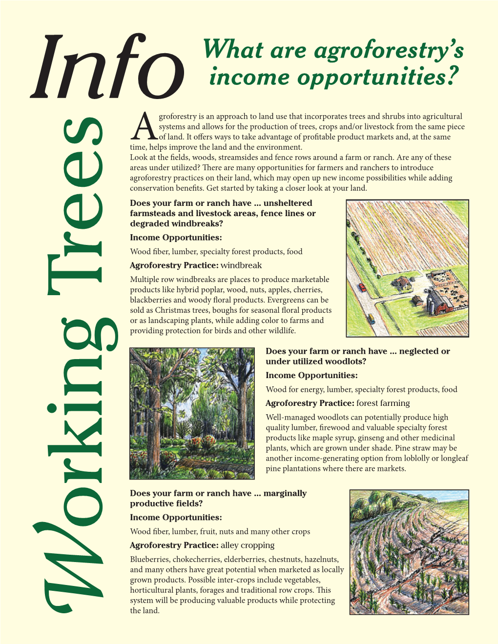 What Are Agroforestry's Income Opportunities