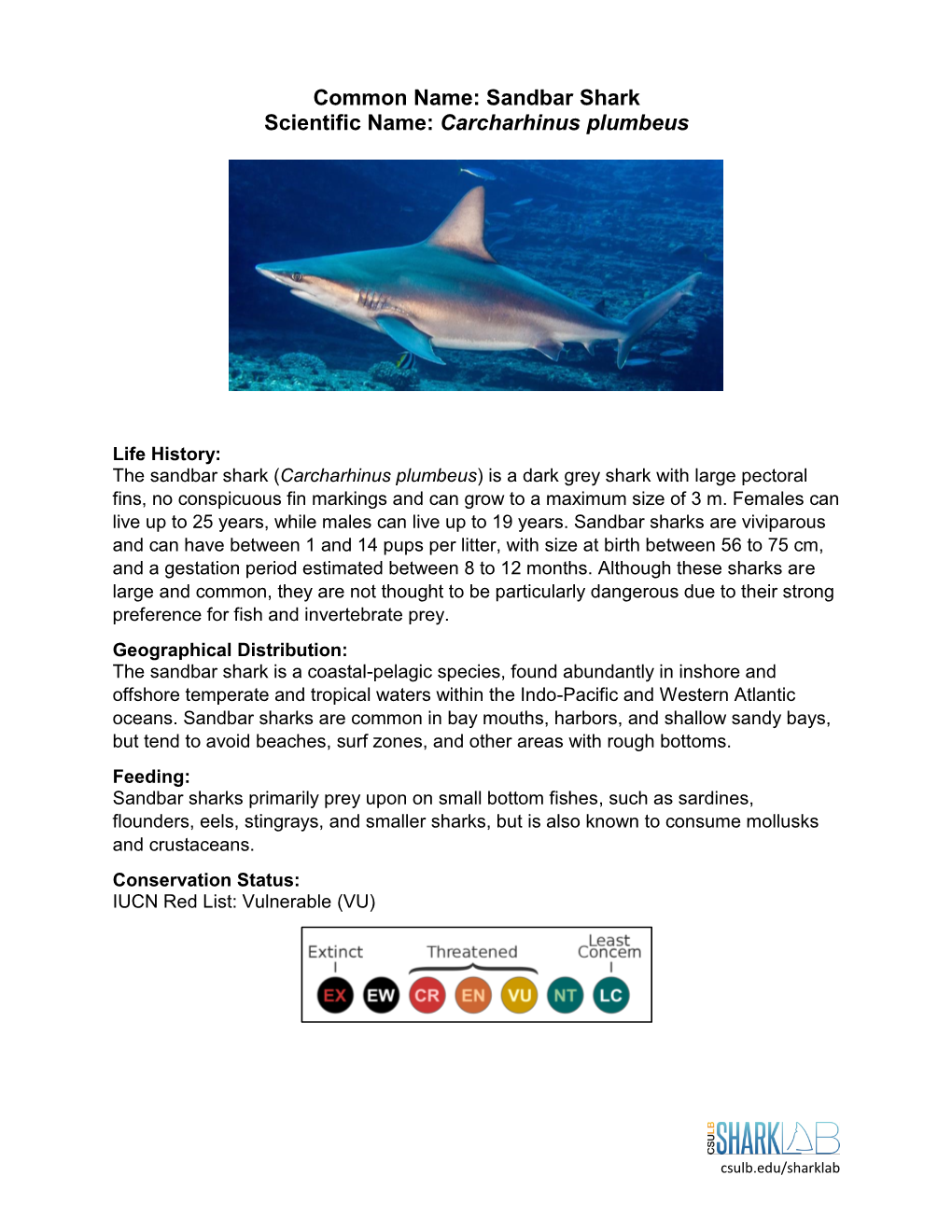 Sandbar Shark, Shark Lab | California State University, Long Beach