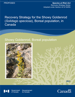 Showy Goldenrod (Solidago Speciosa), Boreal Population, in Canada