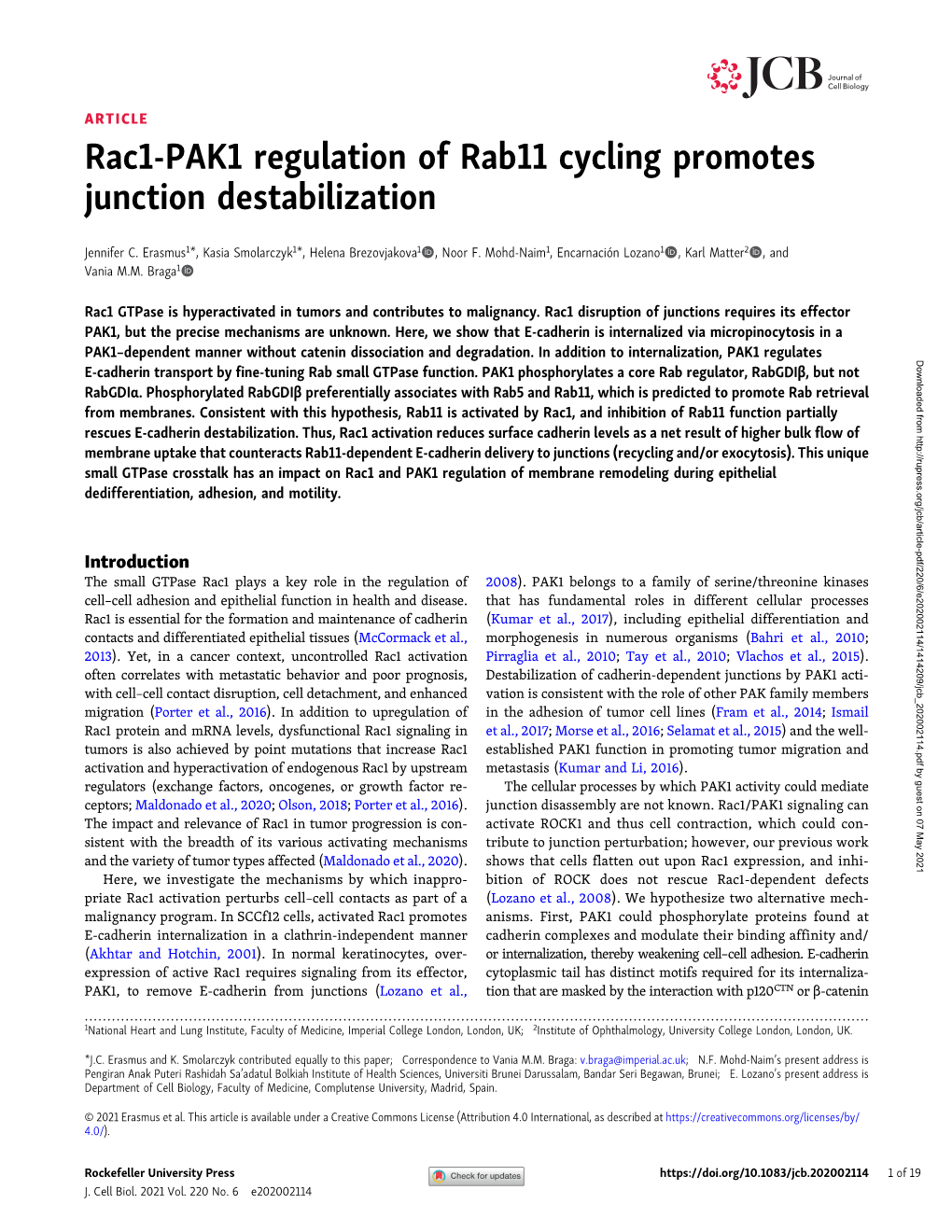Rac1-PAK1 Regulation of Rab11 Cycling Promotes Junction Destabilization