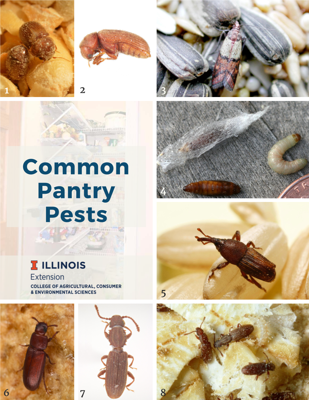 Pantry Pests