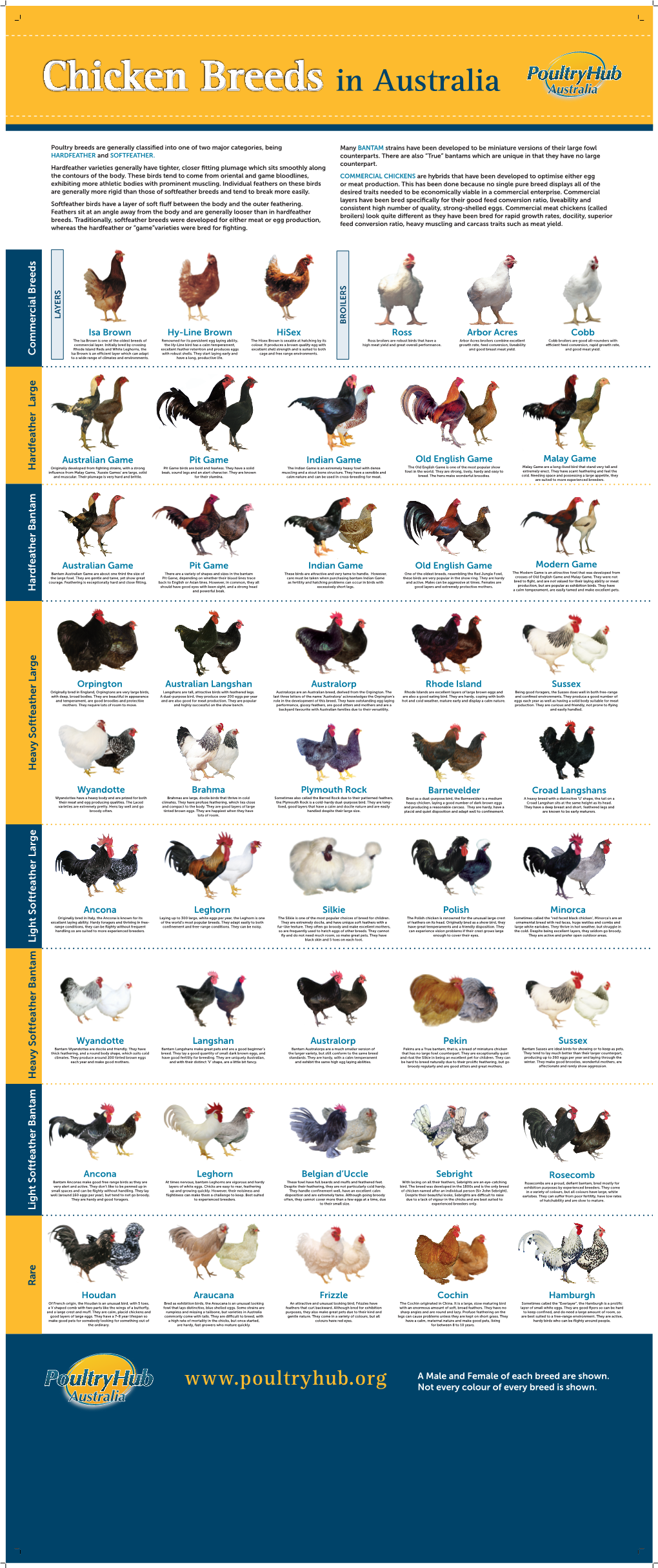 Chicken Breeds in Australia