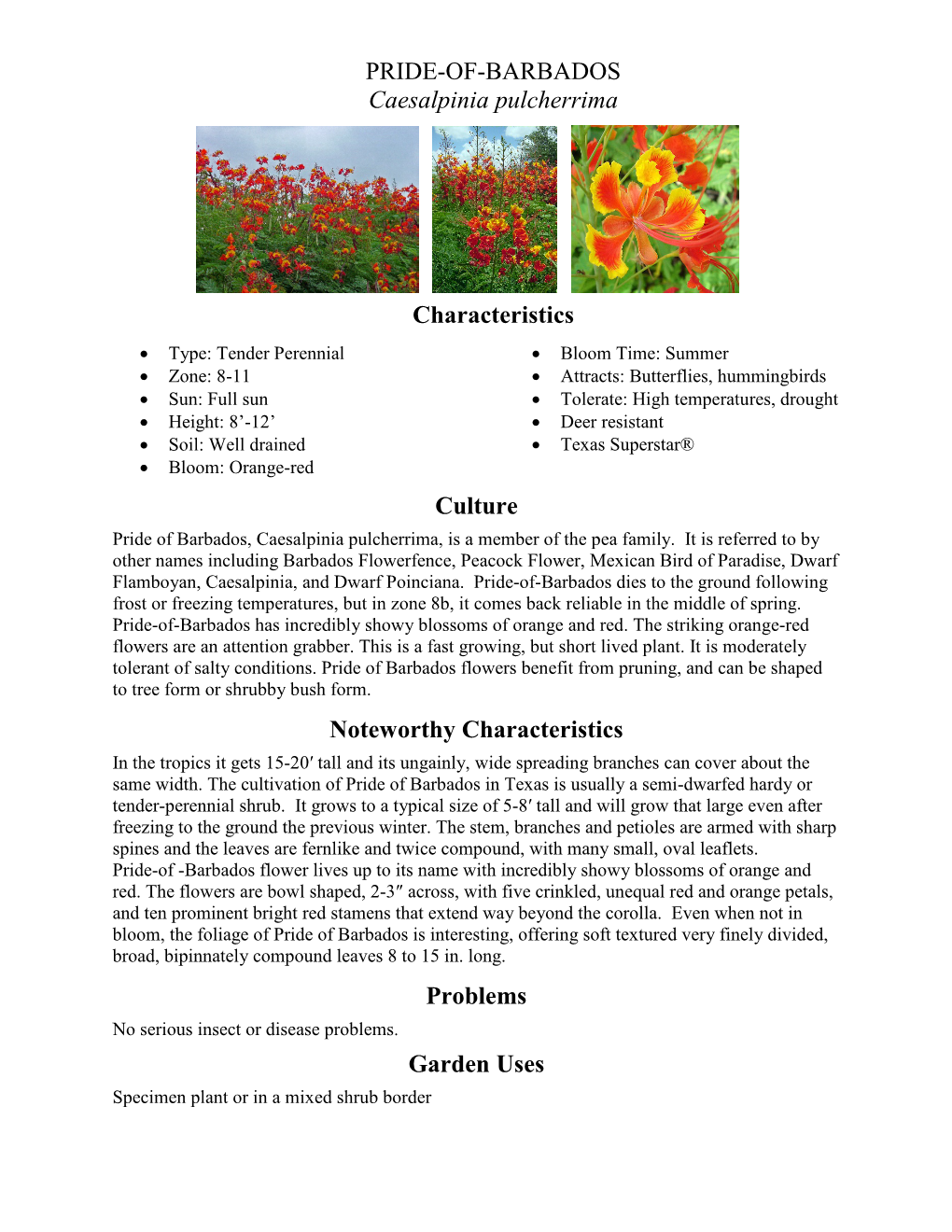 PRIDE-OF-BARBADOS Caesalpinia Pulcherrima Characteristics Culture
