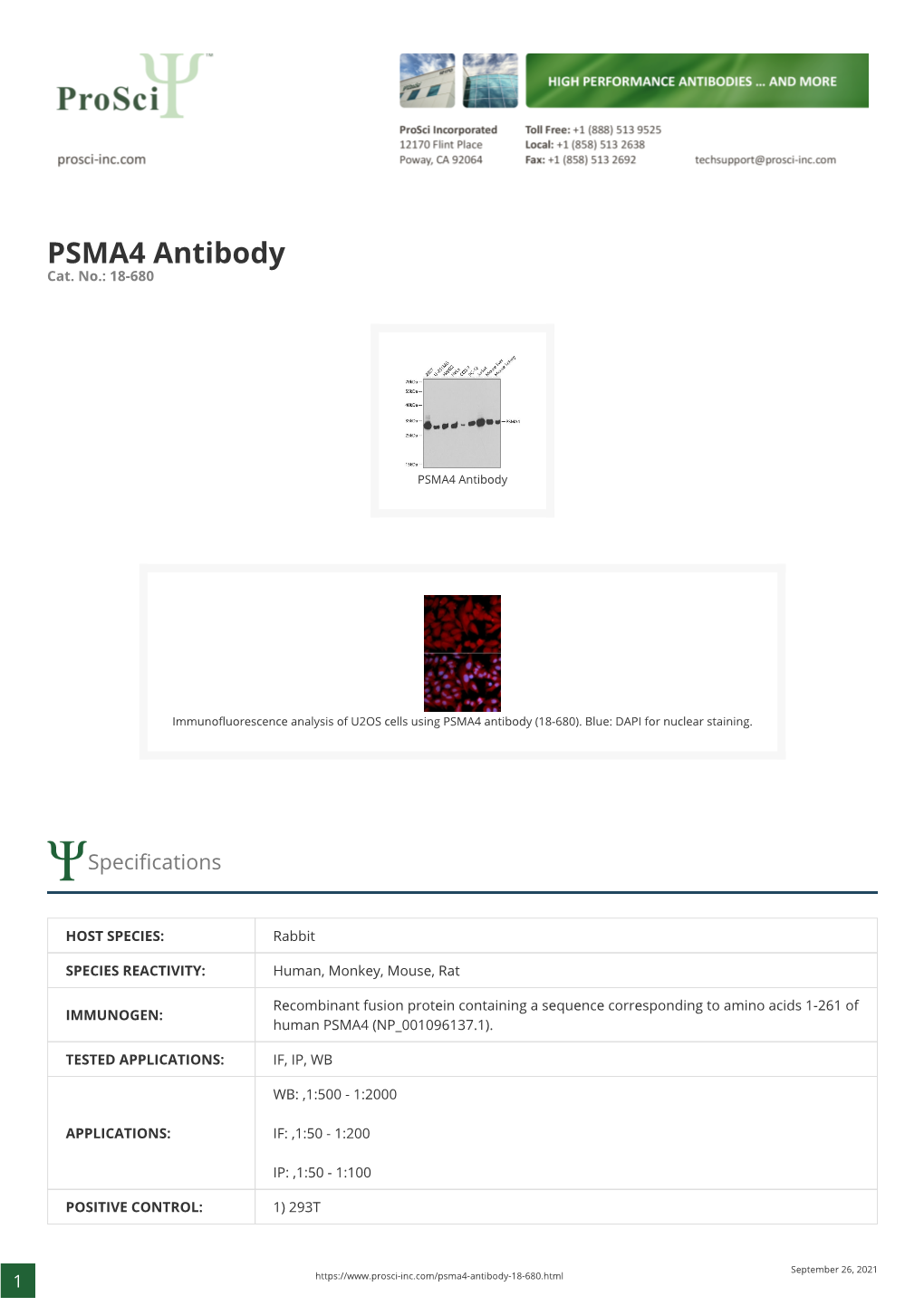 PSMA4 Antibody Cat