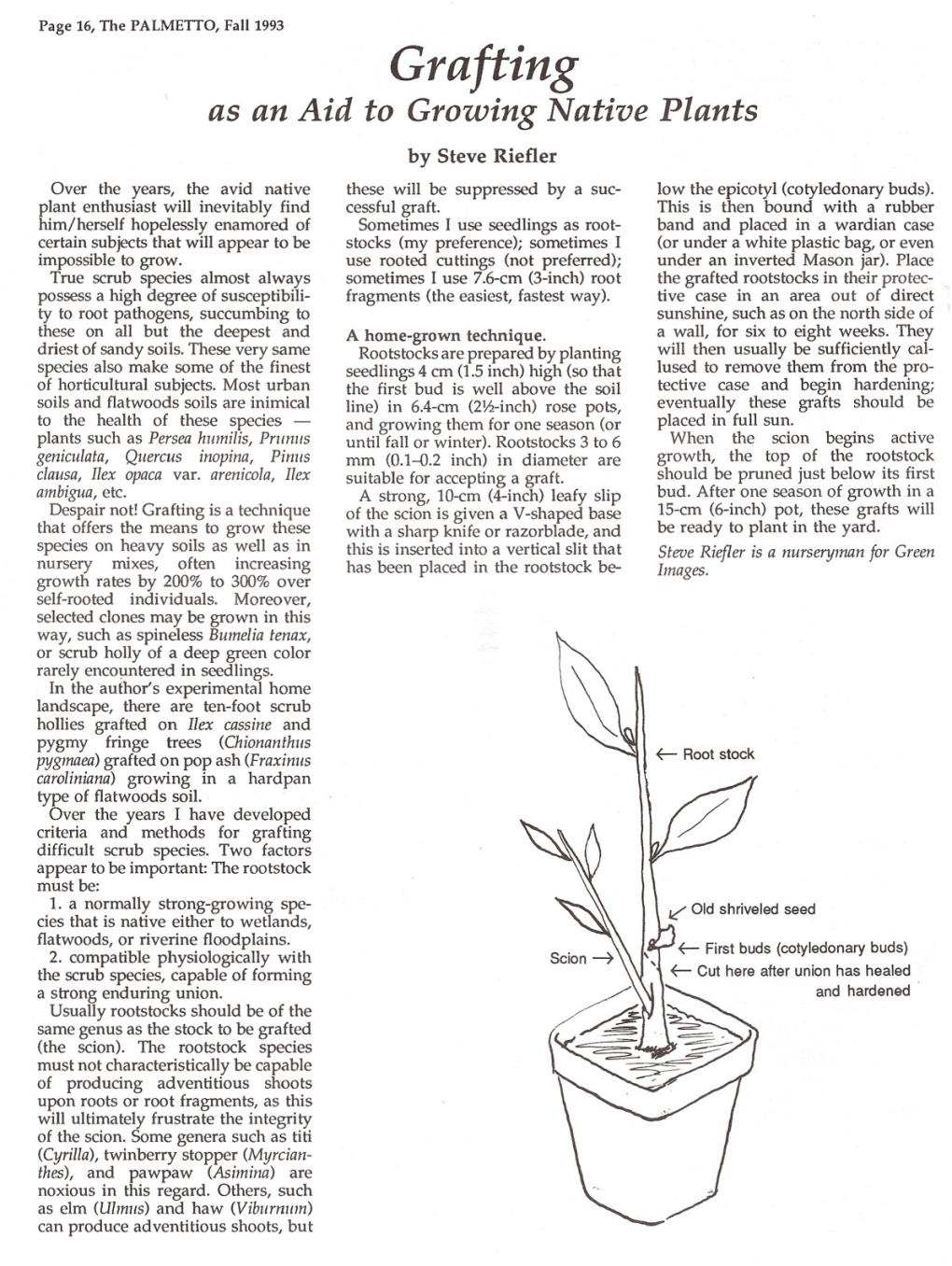 Grafting As an Aid to Growing Native Plants by Steve Riefler Over the Years, the Avid Native These Will Be Suppressed by a Suc• Low the Epicotyl (Cotyledonary Buds)