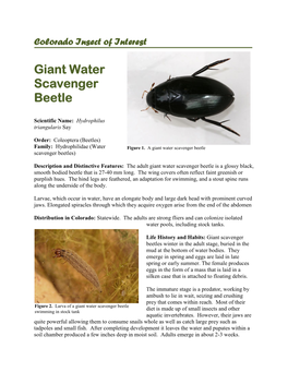 Giant Water Scavenger Beetle Scavenger Beetles)