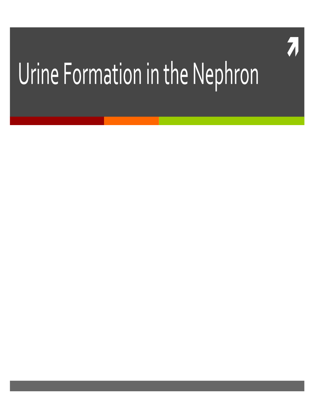 Urine Formation in the Nephron Urine Formation: the Essential Processes