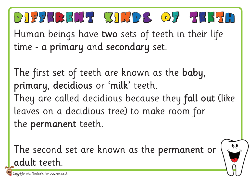 Human Beings Have Two Sets of Teeth in Their Life Time - a Primary and Secondary Set