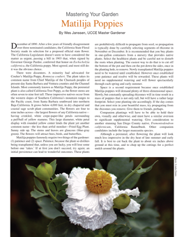 Matilija Poppies by Wes Janssen, UCCE Master Gardener